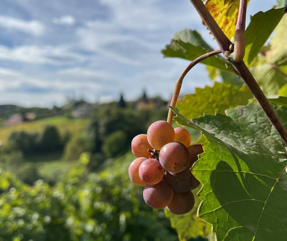 Weingut und Buschenschank Albert-Kitzeck im Sausal必去景点