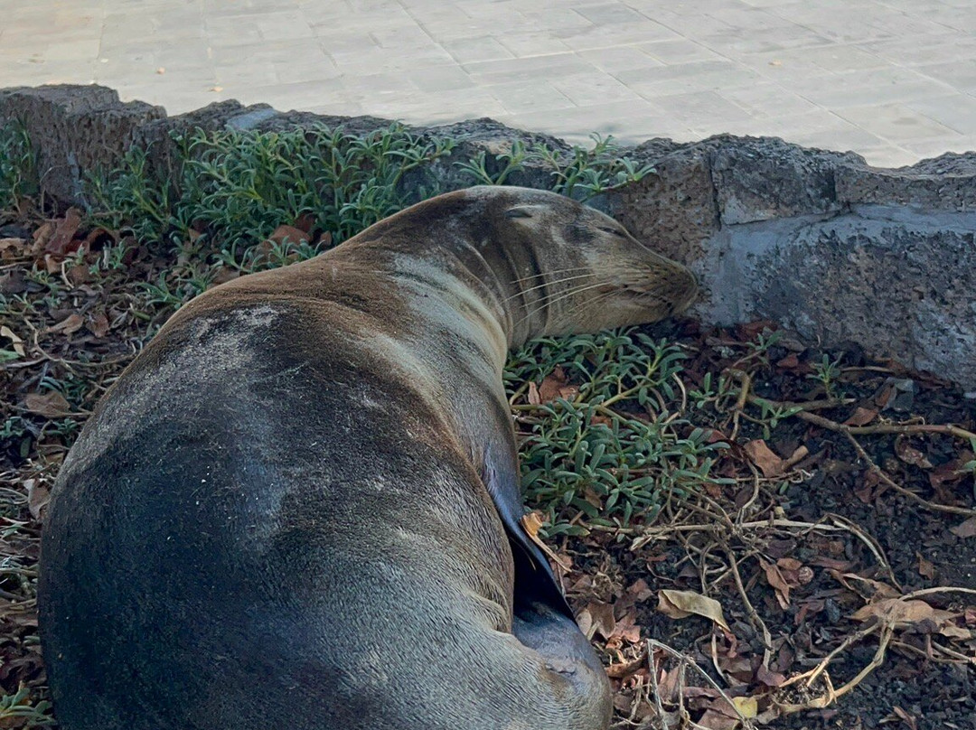 Malecon de Puerto Ayora-阿约拉港必去景点