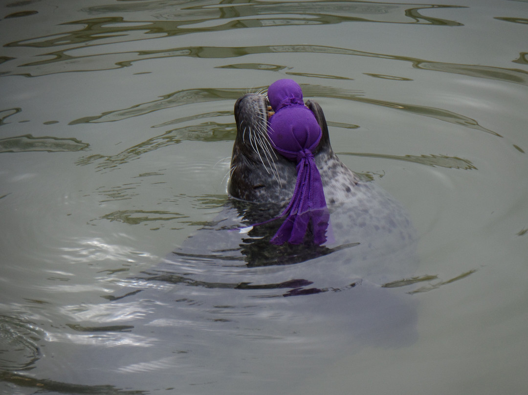 Cornish Seal Sanctuary,SEA LIFE Trust-Gweek必去景点