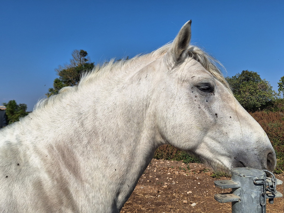 Camargue Alpilles Safaris-阿尔勒必去景点
