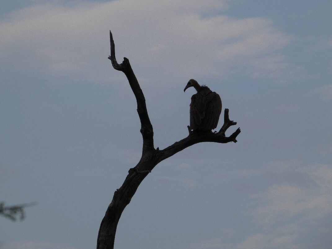 The Other Animals Safaris-克鲁格国家公园必去景点
