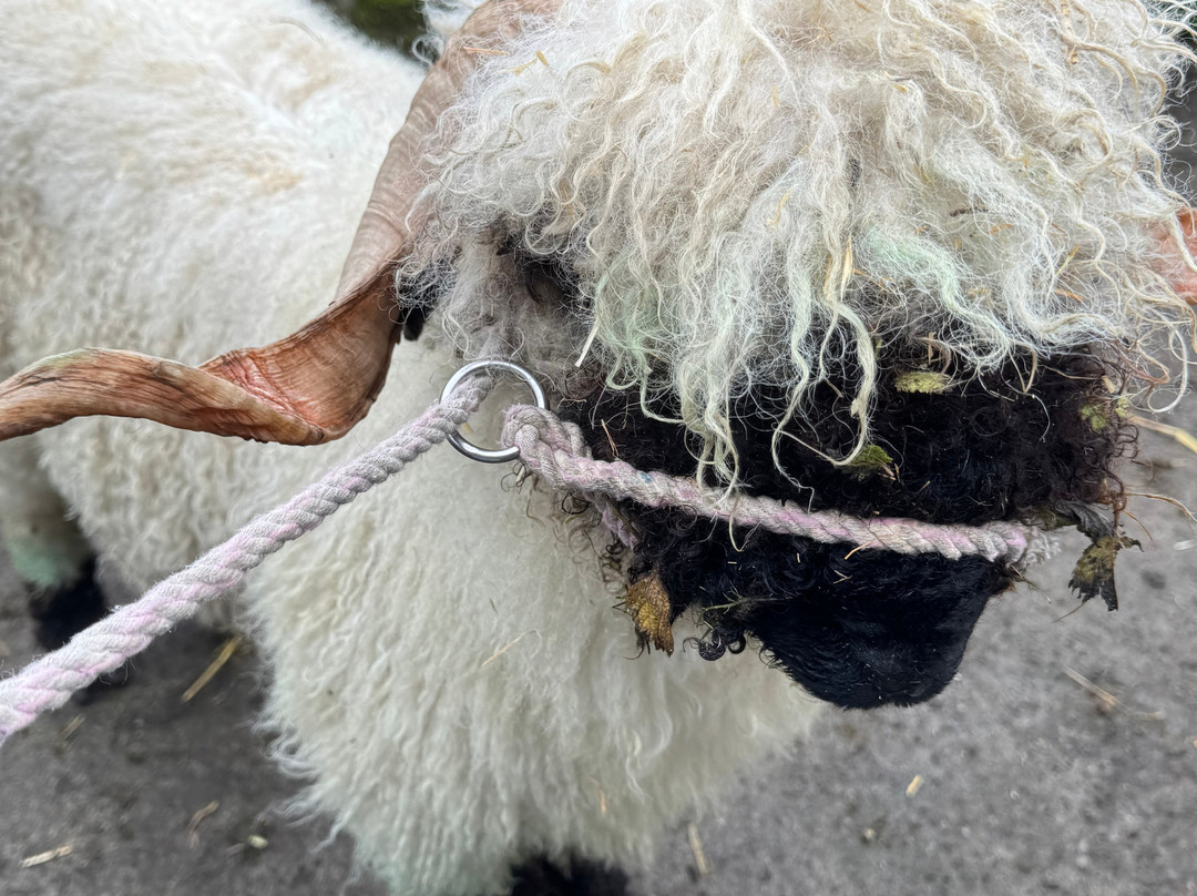 Wild Atlantic Sheep Walks-Tobercurry必去景点