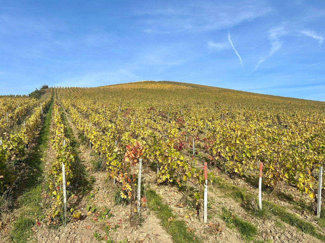 Champagne Piot-Sévillano-Vincelles必去景点