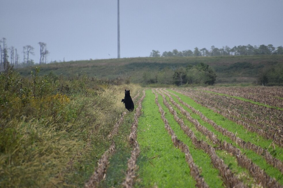 Alligator River National Wildlife Refuge-Manns Harbor必去景点
