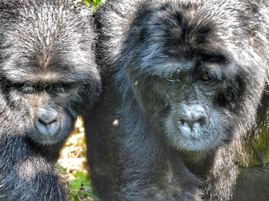 Encounter Africa Safaris-恩德培必去景点