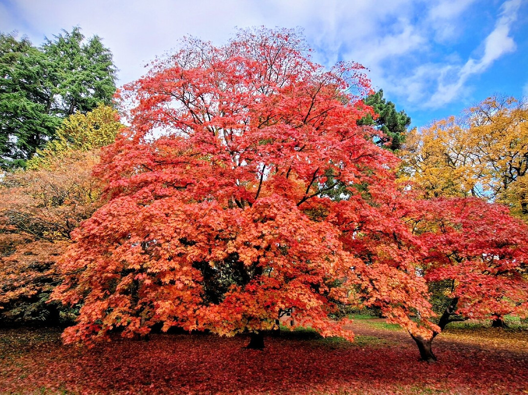 Westonbirt Arboretum-泰特伯里必去景点