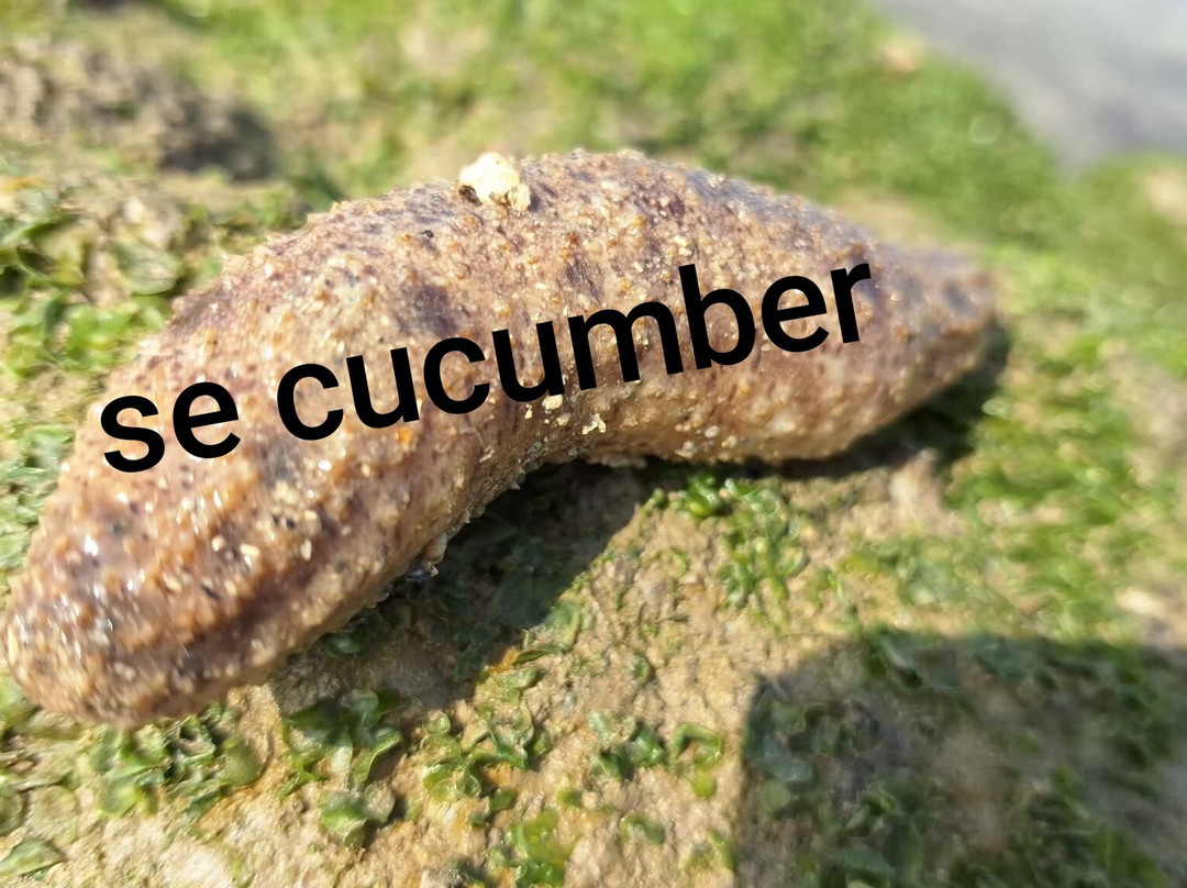 Narara Marine National Park-Devbhumi Dwarka District必去景点