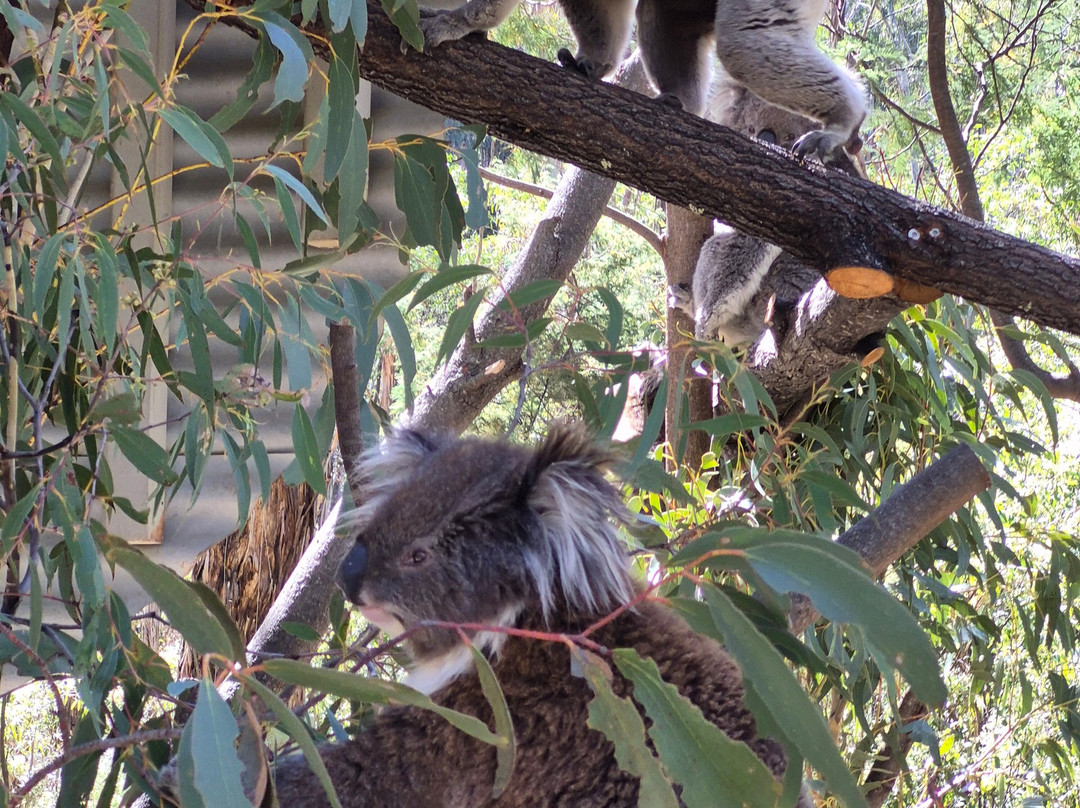 Tidbinbilla Nature Reserve-堪培拉必去景点