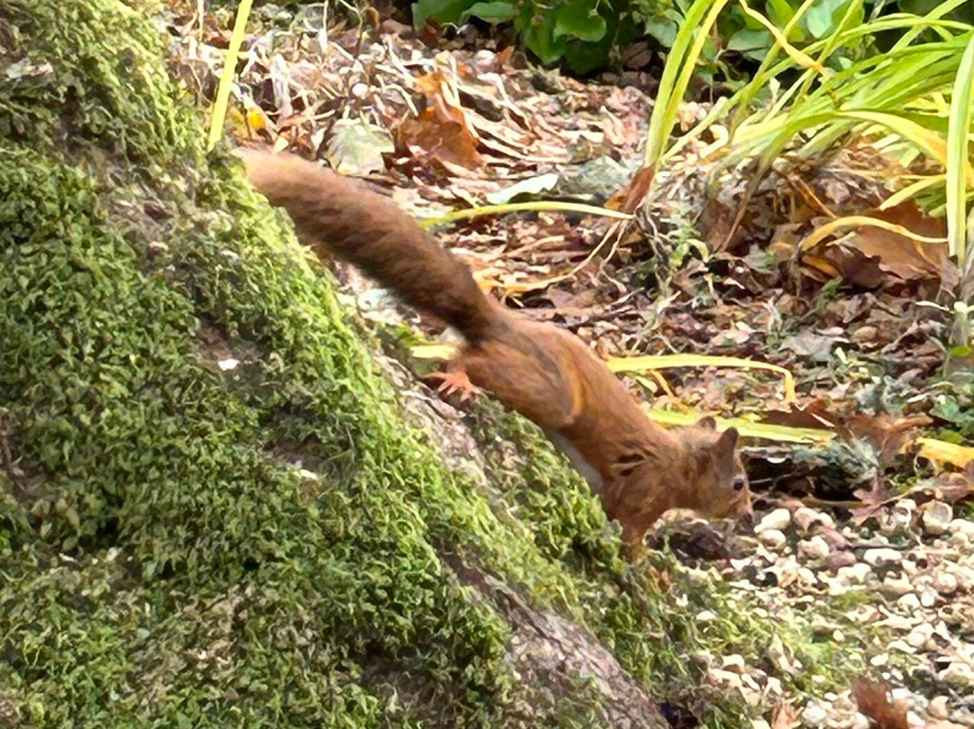 Explorers' Garden at Pitlochry Theatre-皮特洛赫里必去景点