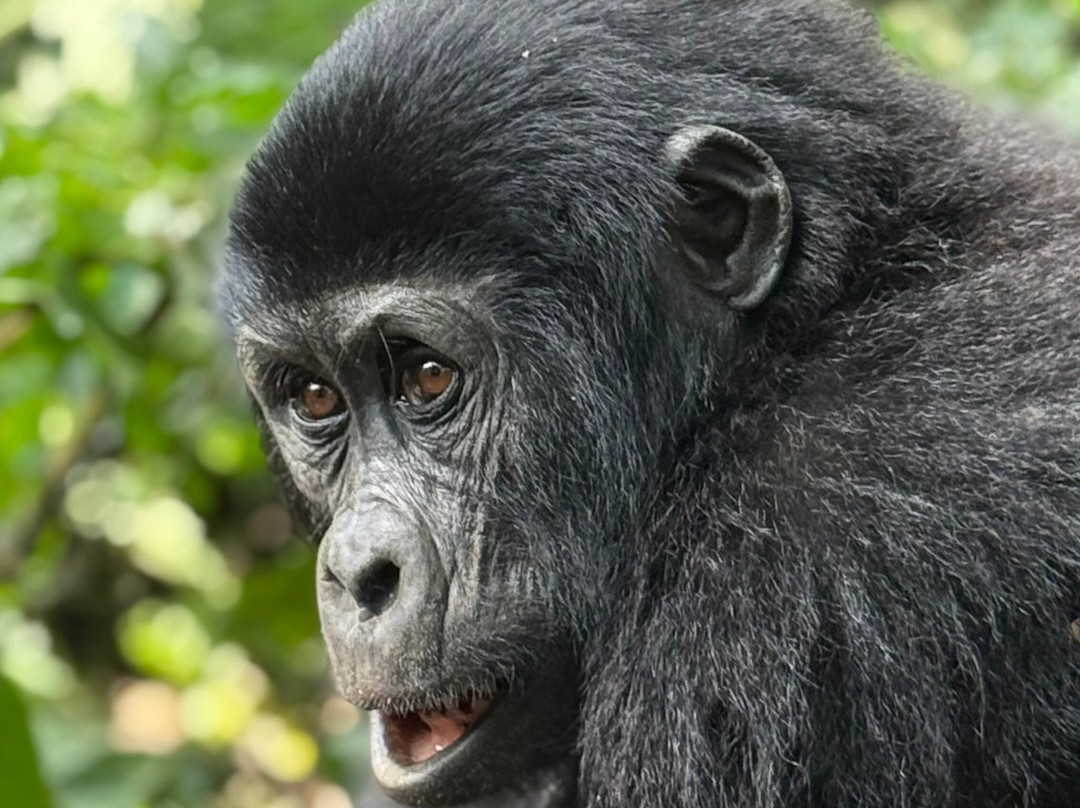 Kafu Safaris-坎帕拉必去景点