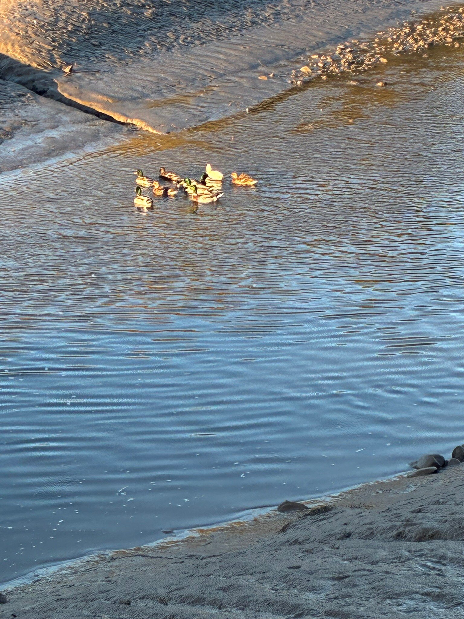 The Stork Hotel-官方