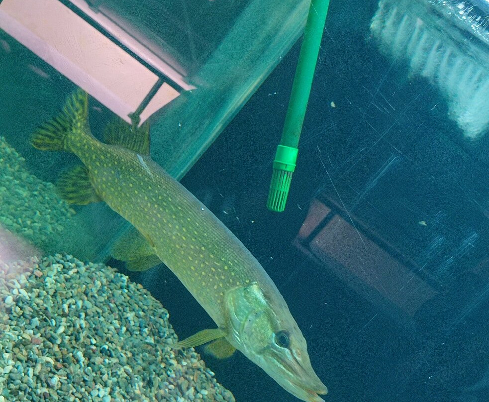 Kastoria Aquarium-卡斯托里亚必去景点