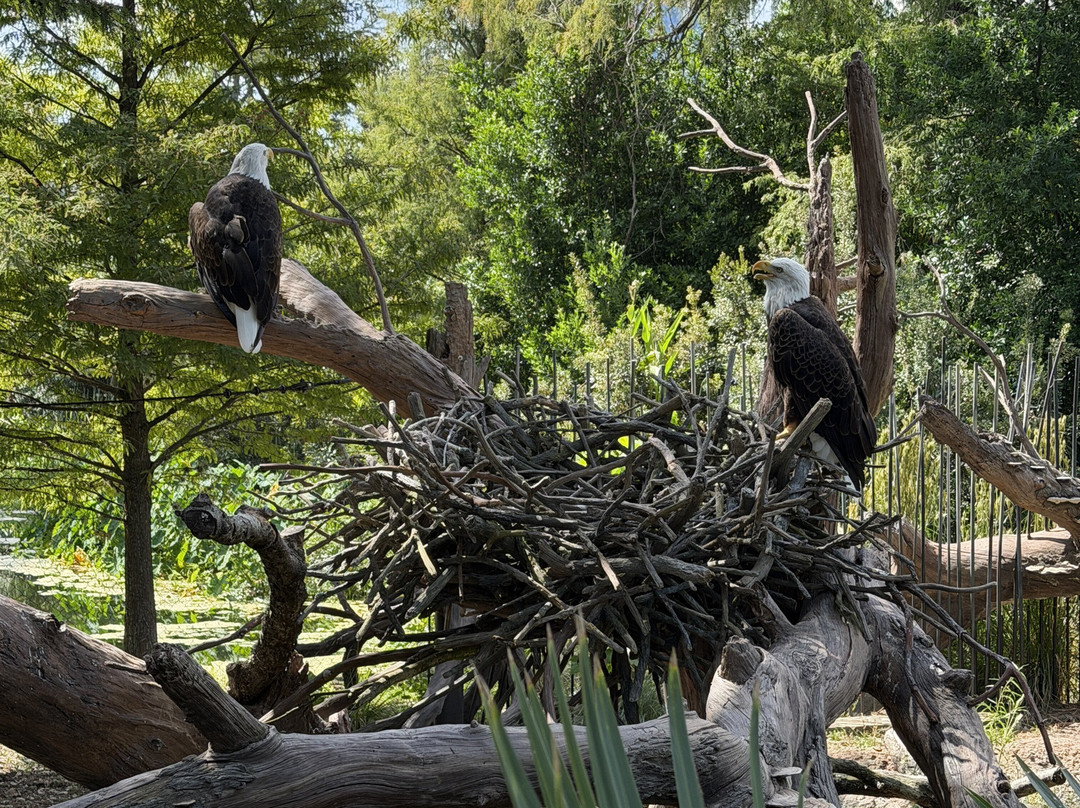 休士顿动物园-休斯顿必去景点