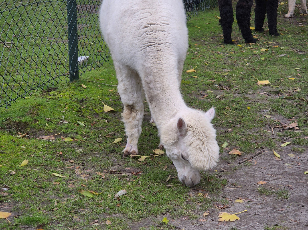 Alpaca Zeeland-Nieuwdorp必去景点