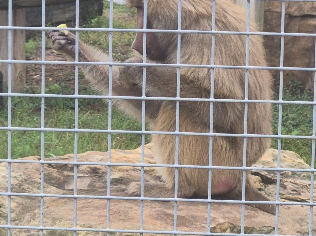 Alabama Gulf Coast Zoo-格尔夫海岸必去景点