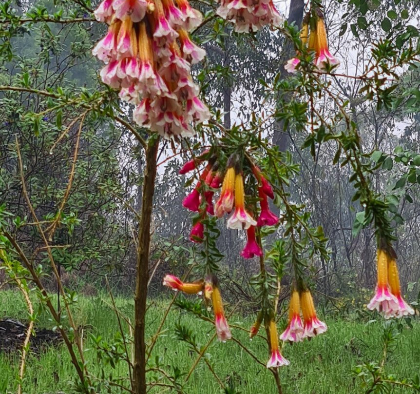 Mount Lofty Botanic Garden-Crafers必去景点