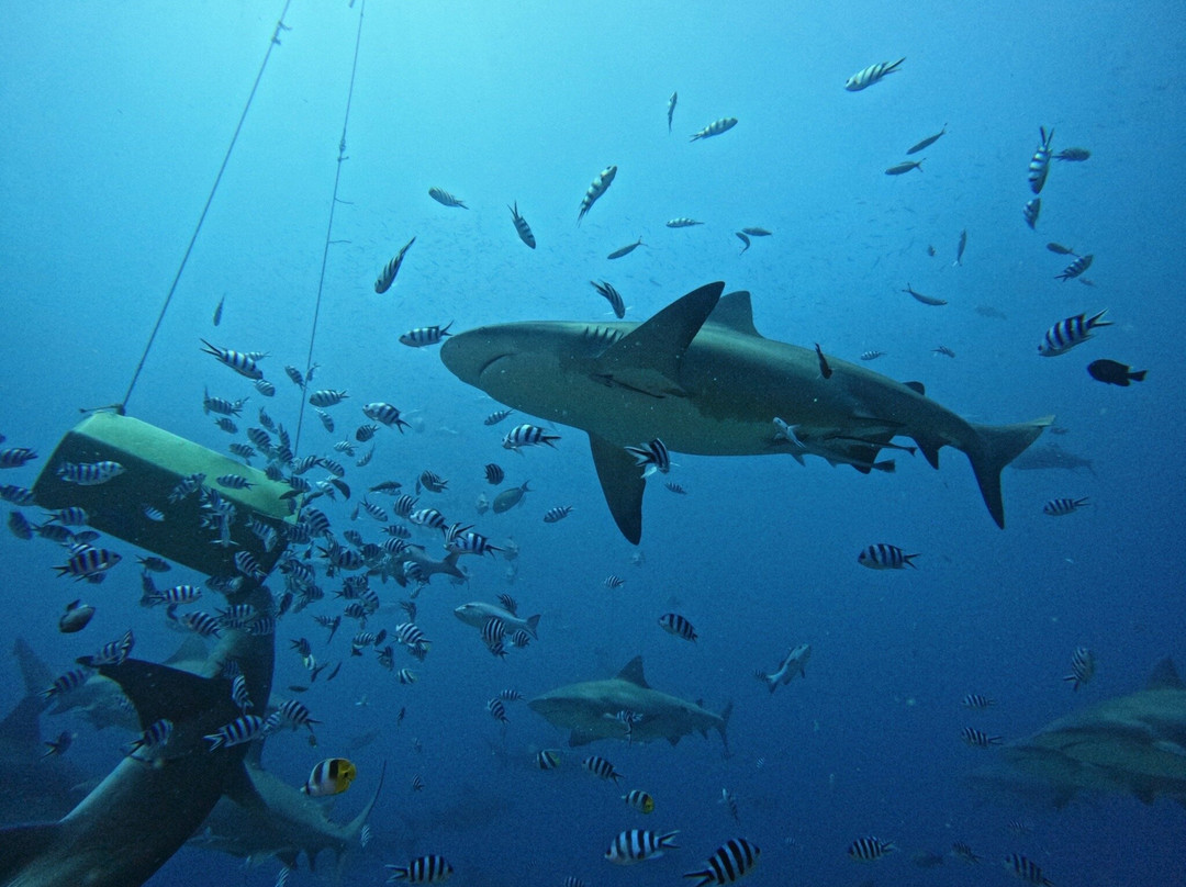Aqua-Trek-太平洋港必去景点