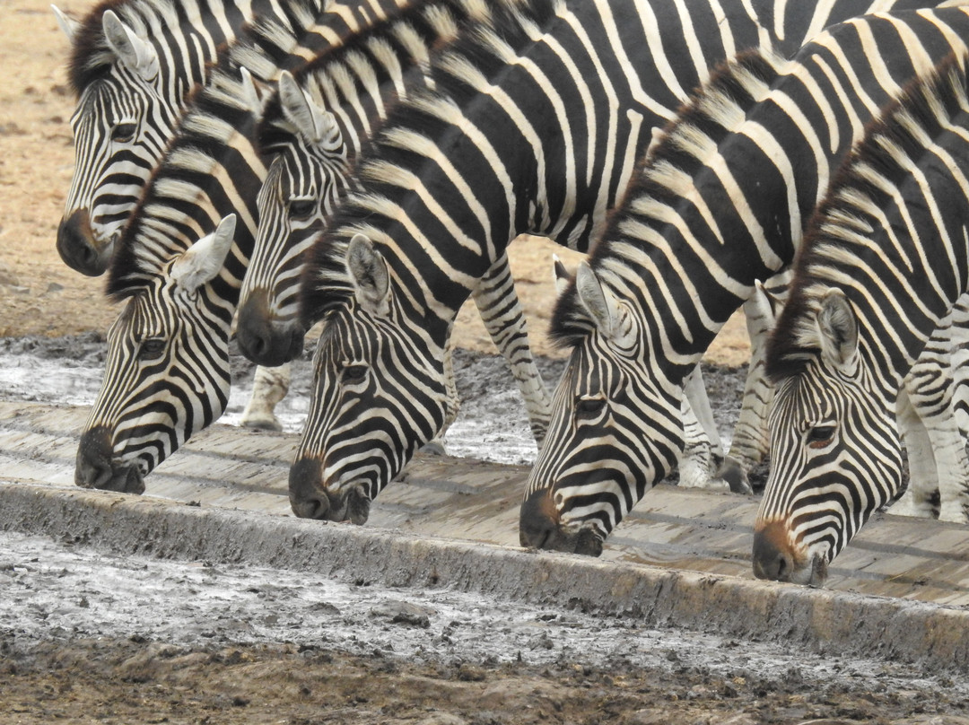 Bearded Heron Safaris-司库库札必去景点