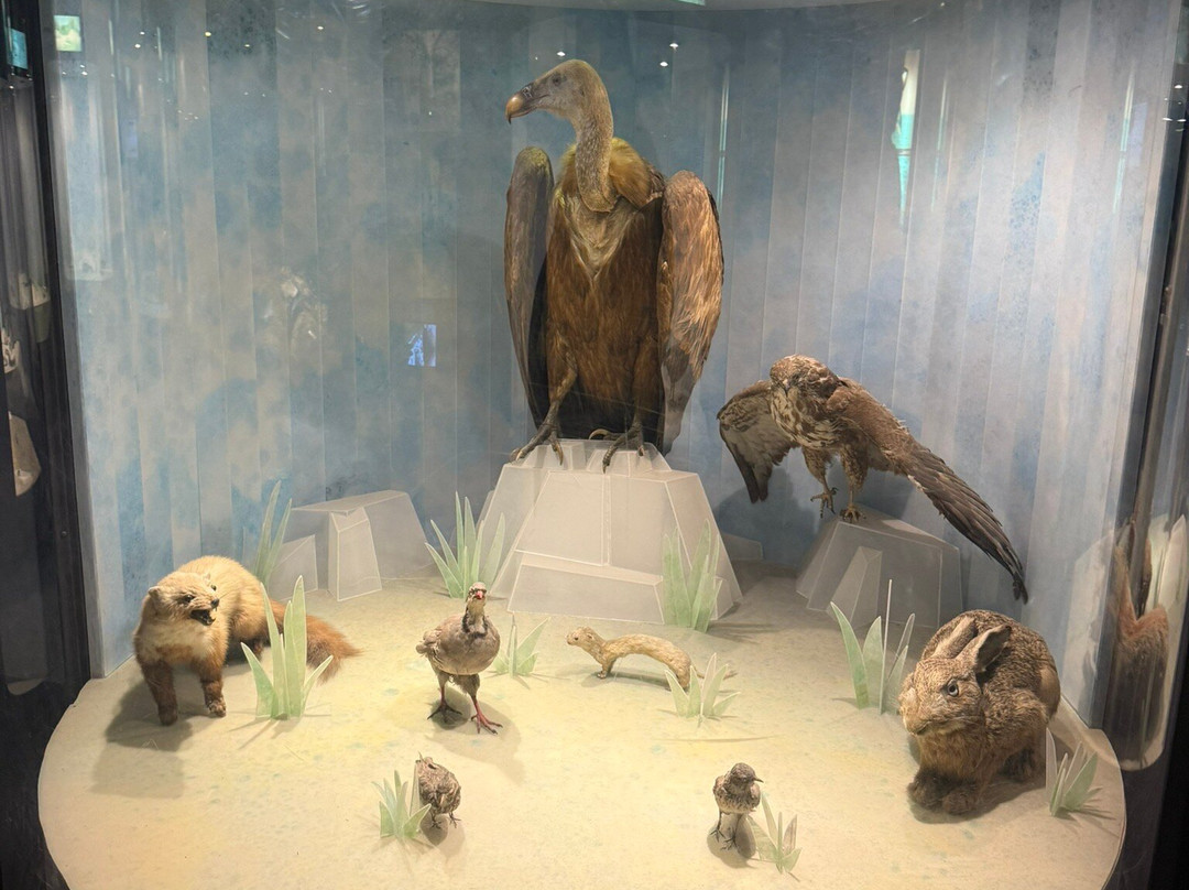 Natural History Museum-里耶卡必去景点