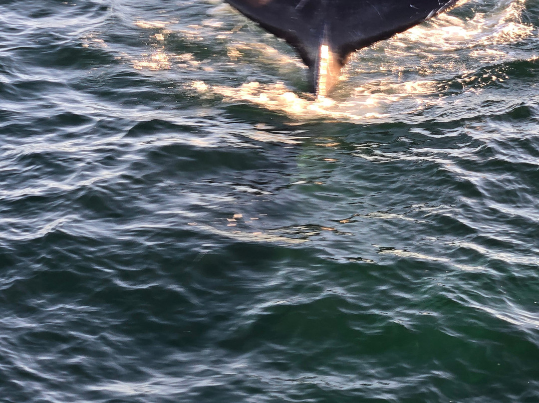 蒙特雷湾观鲸之旅-蒙特雷必去景点