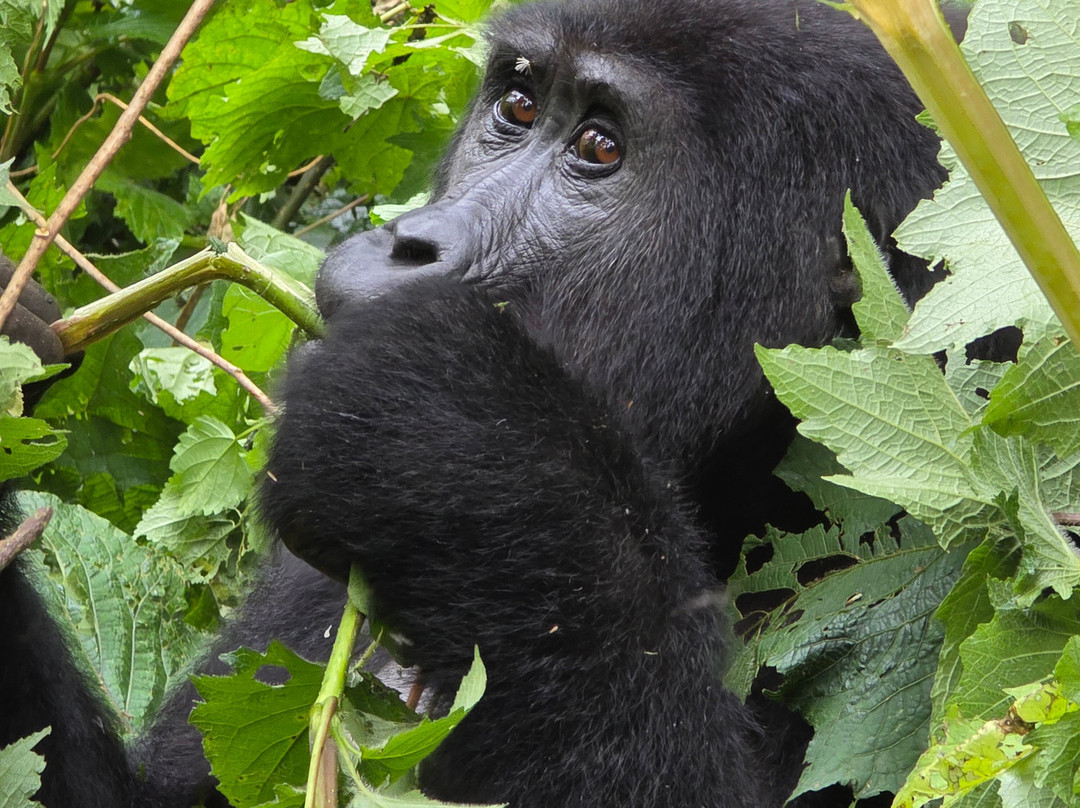 PearlAfric Tours & Travel-坎帕拉必去景点