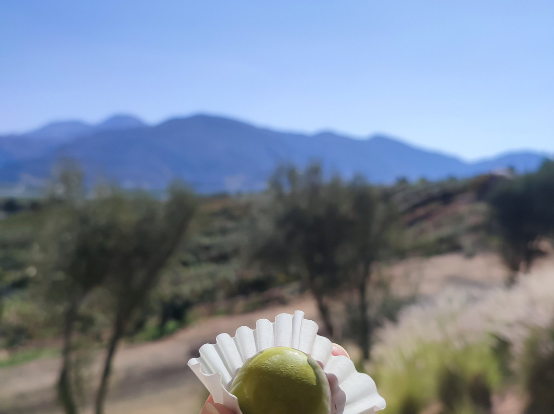 Bodegas Domecq-恩塞纳达必去景点