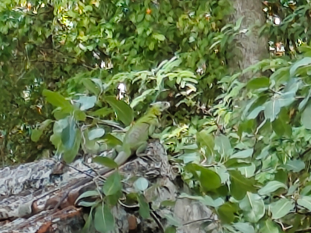 Dénébola Les Plaisirs Nautiques-Le Robert必去景点