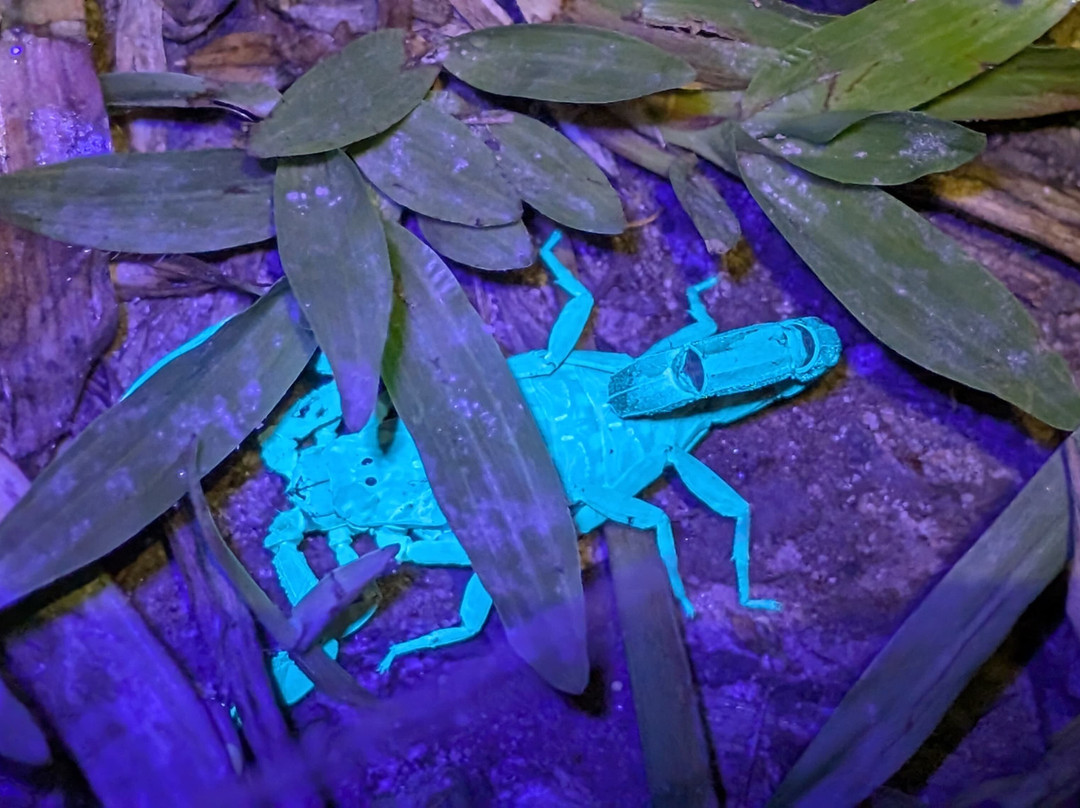 Wildlife Alliance-戈公必去景点