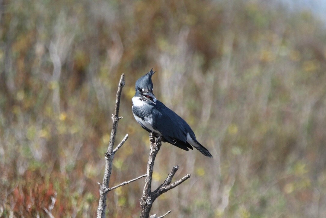 Rockport Birding and Kayak Adventures-罗克波特必去景点