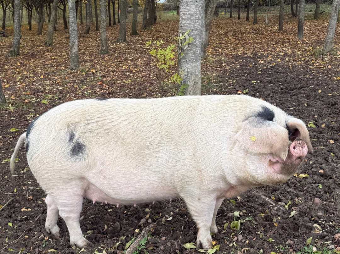 Over Farm-格洛斯特必去景点