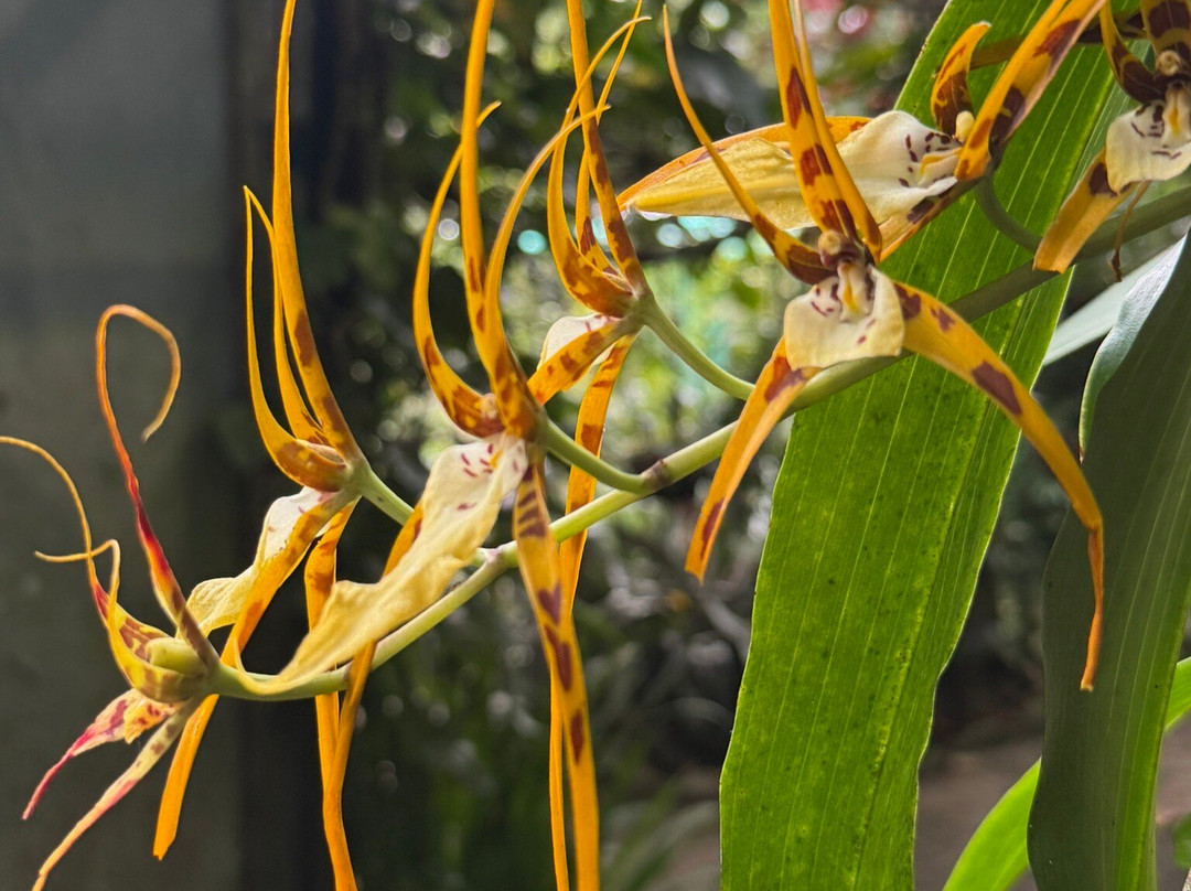 Monteverde Orchid Garden-圣埃伦娜必去景点