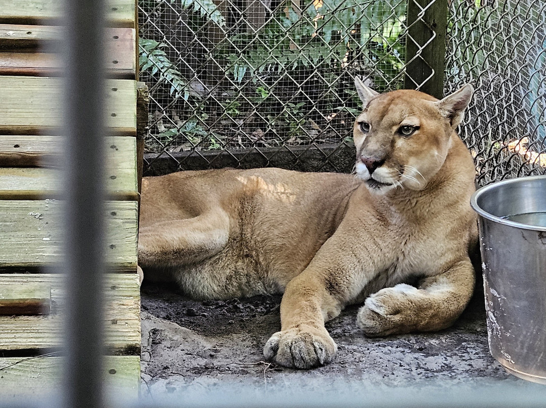 Shy Wolf Sanctuary Education & Experience Center-Golden Gate必去景点
