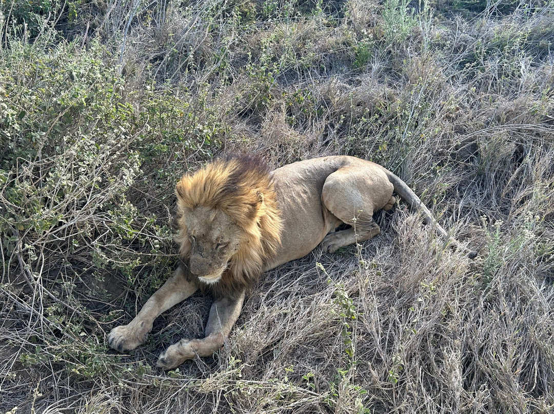 Unlimited Expeditions - The Soul Of Tanzania-阿鲁沙必去景点