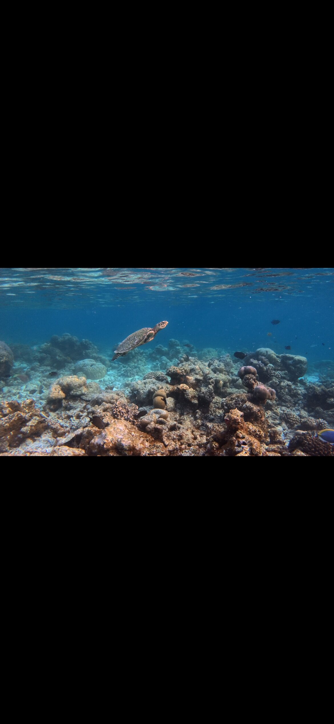 波杜希蒂岛度假村-官方