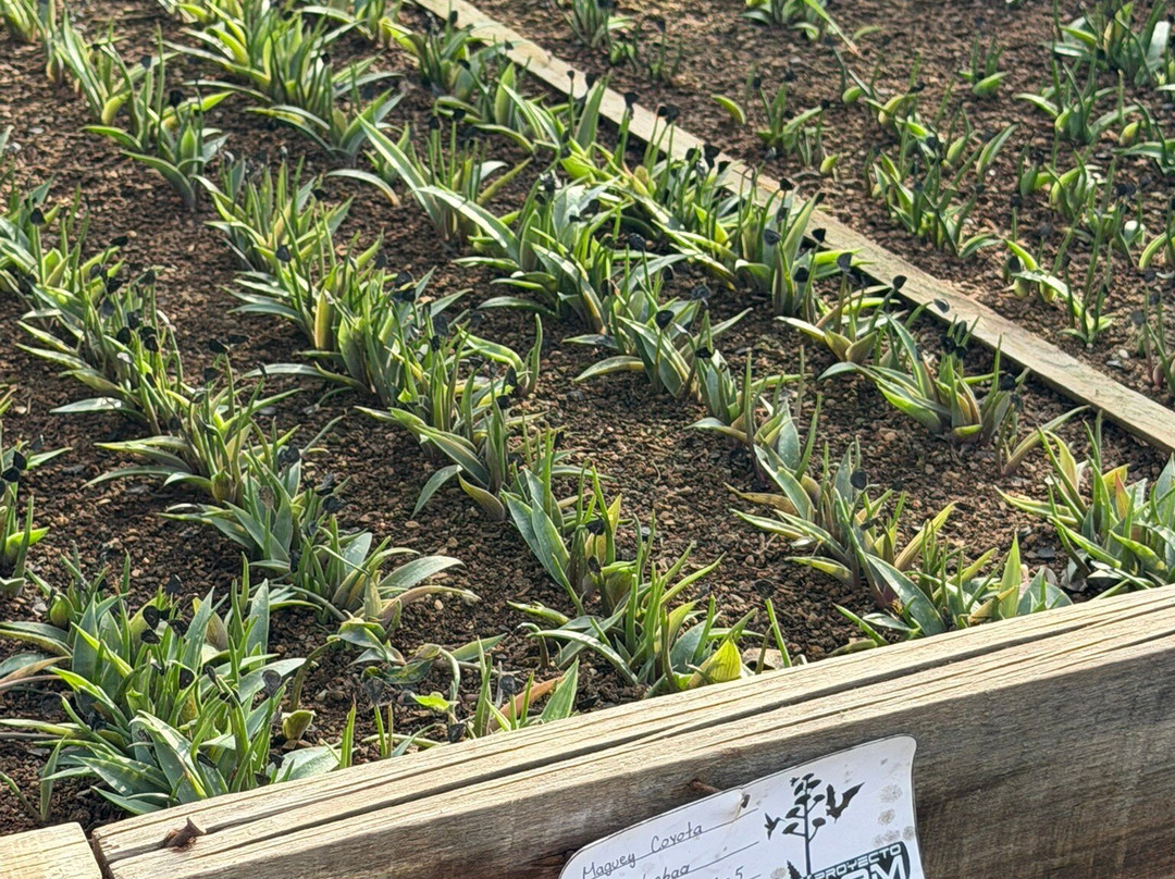 Mezcal Real Minero-瓦哈卡必去景点