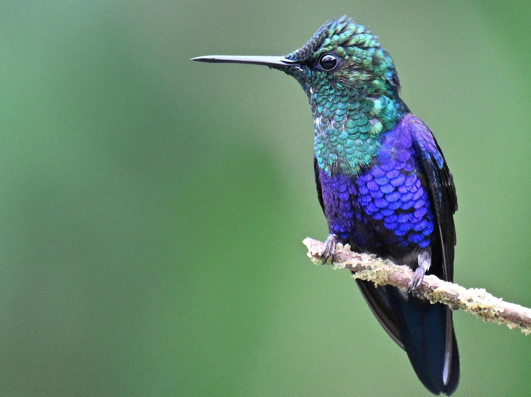 Geo Natura Tours-圣拉蒙必去景点