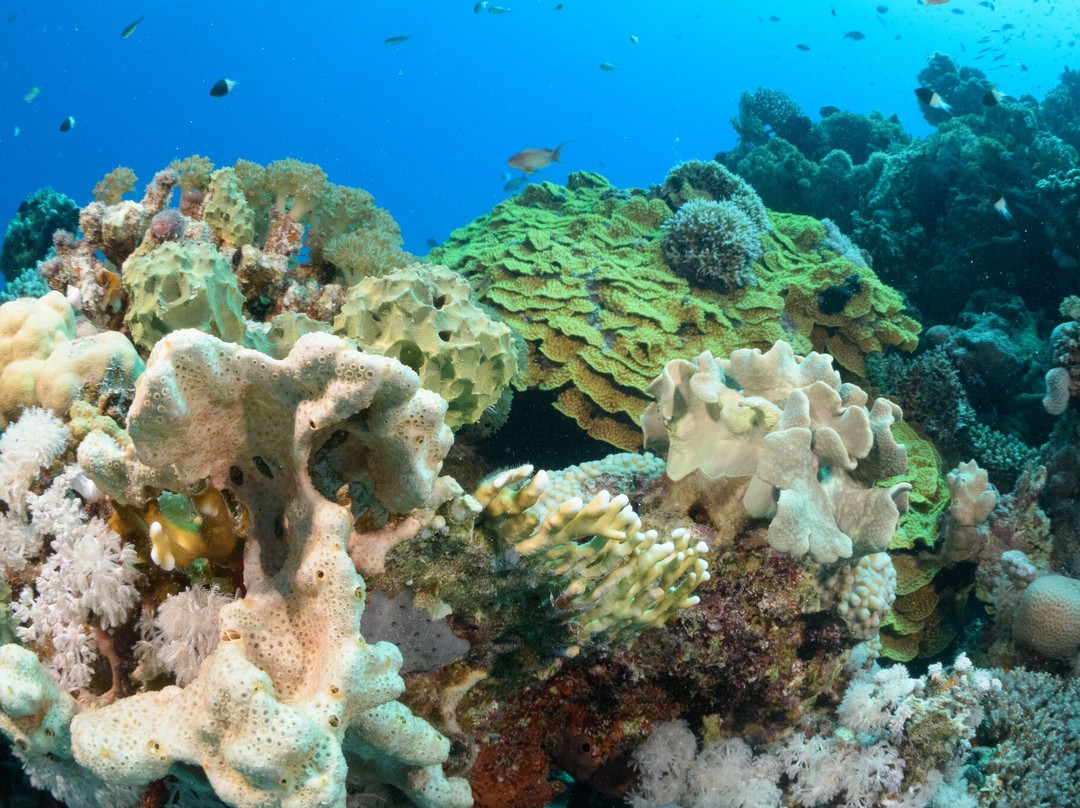 SUBEX Diving Center - Baron Palace-赫尔格达必去景点