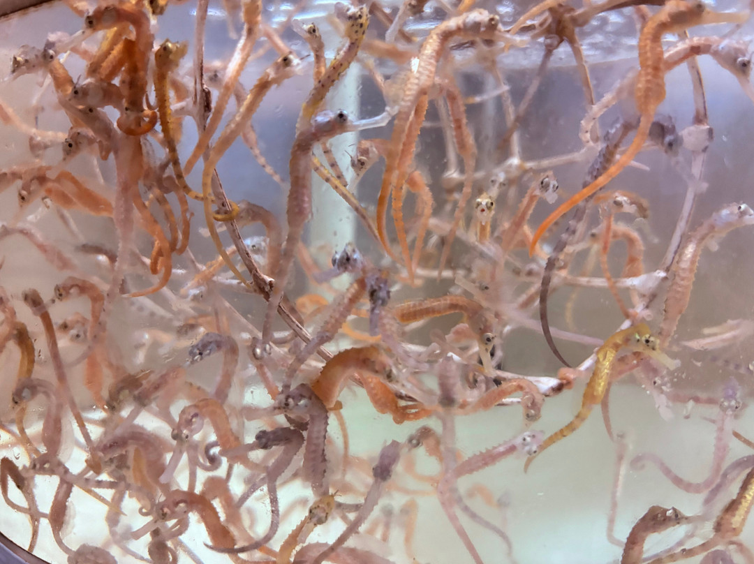 Seahorse World-Beauty Point必去景点