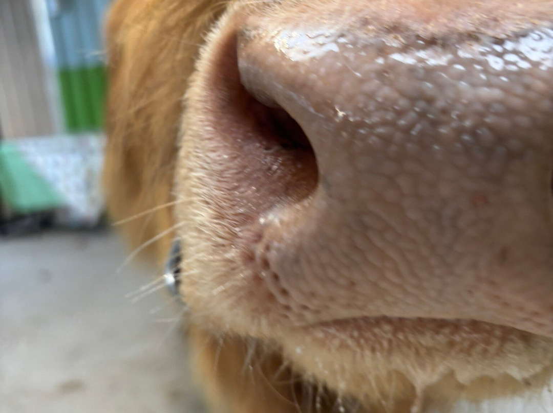 Dumble Farm-比弗利必去景点