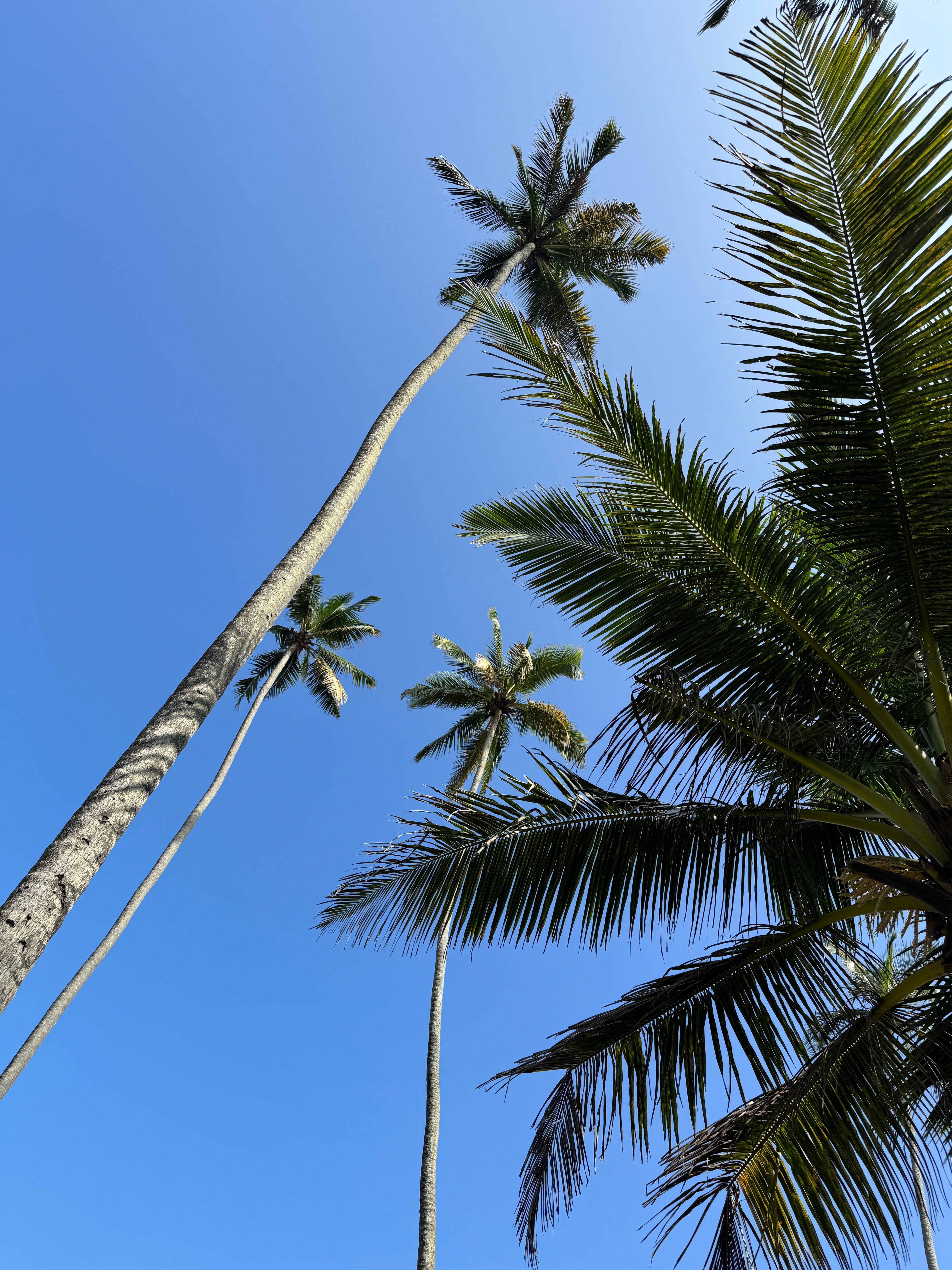皇家棕榈滩大酒店-浴室