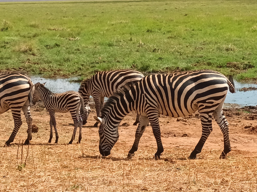 Tanzania Specialist-阿鲁沙必去景点