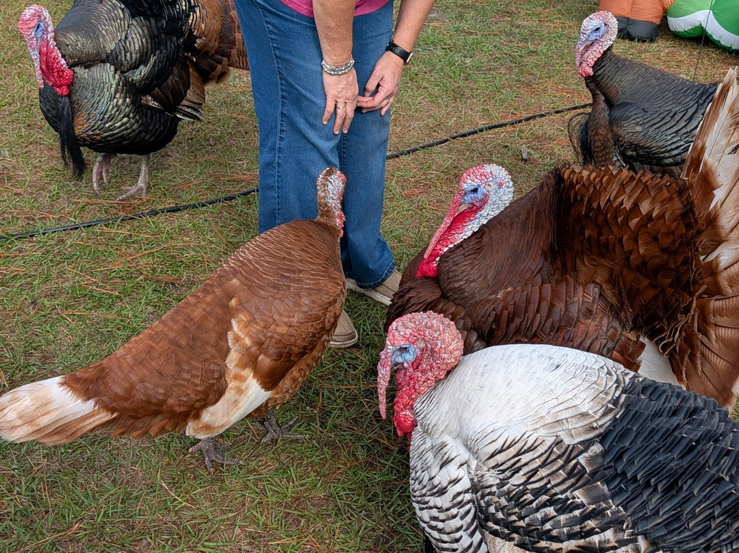 Rooterville Animal Sanctuary-Melrose必去景点