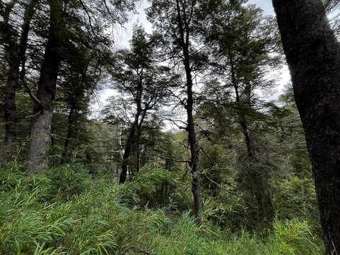 Sendero de los Arrayanes-圣卡洛斯-德巴里洛切必去景点