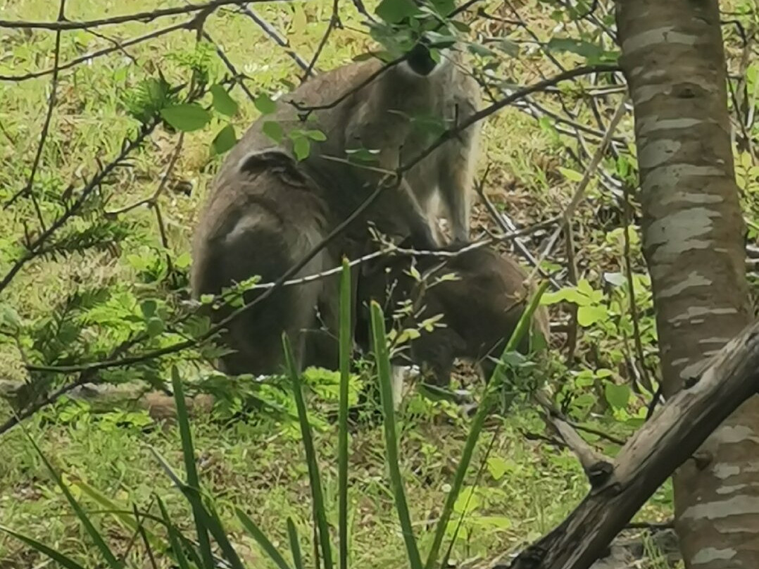 Buchan Caves Reserve-Buchan必去景点