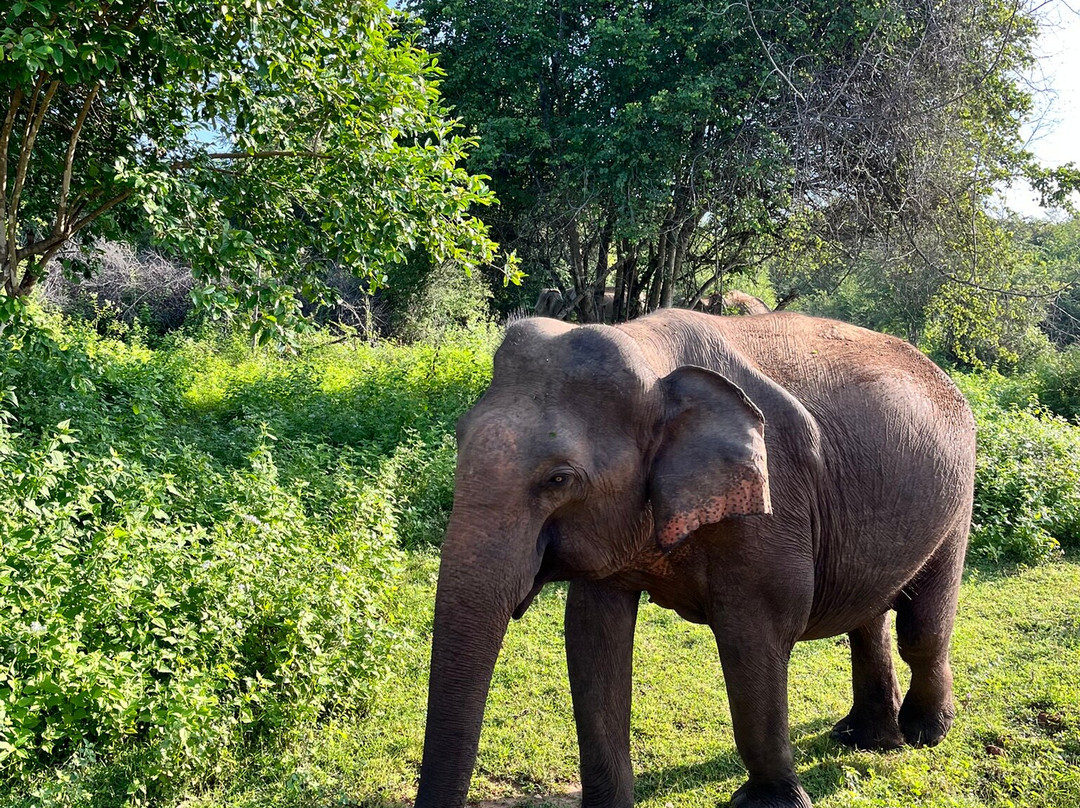 Maike Tours Sri Lanka-Pitiwella必去景点
