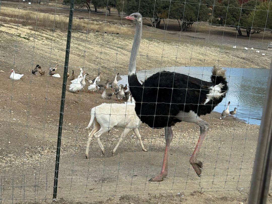 Grapetown Vineyard-弗雷德里克斯堡必去景点