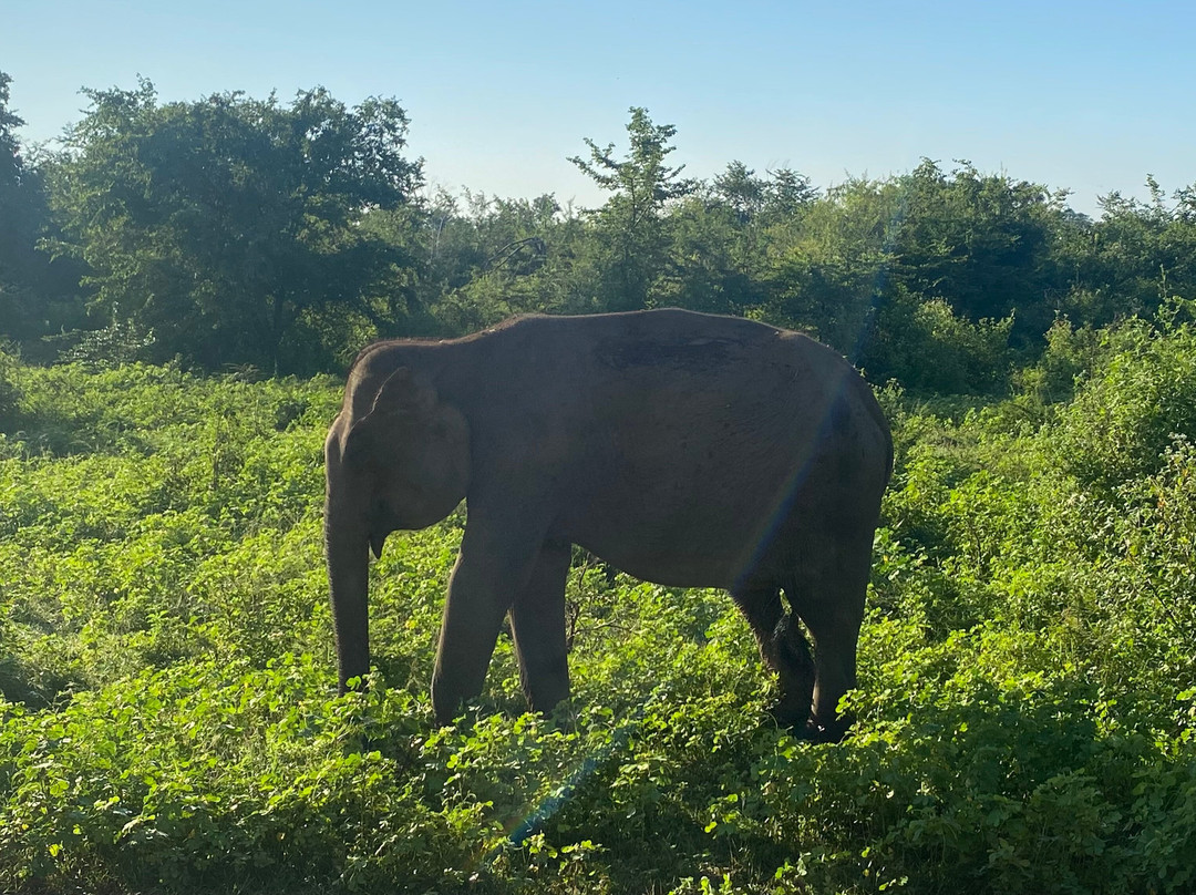 Tango Tours Sri Lanka-唐卡拉必去景点