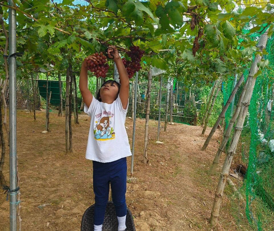 Lomboy Farms-Bauang必去景点