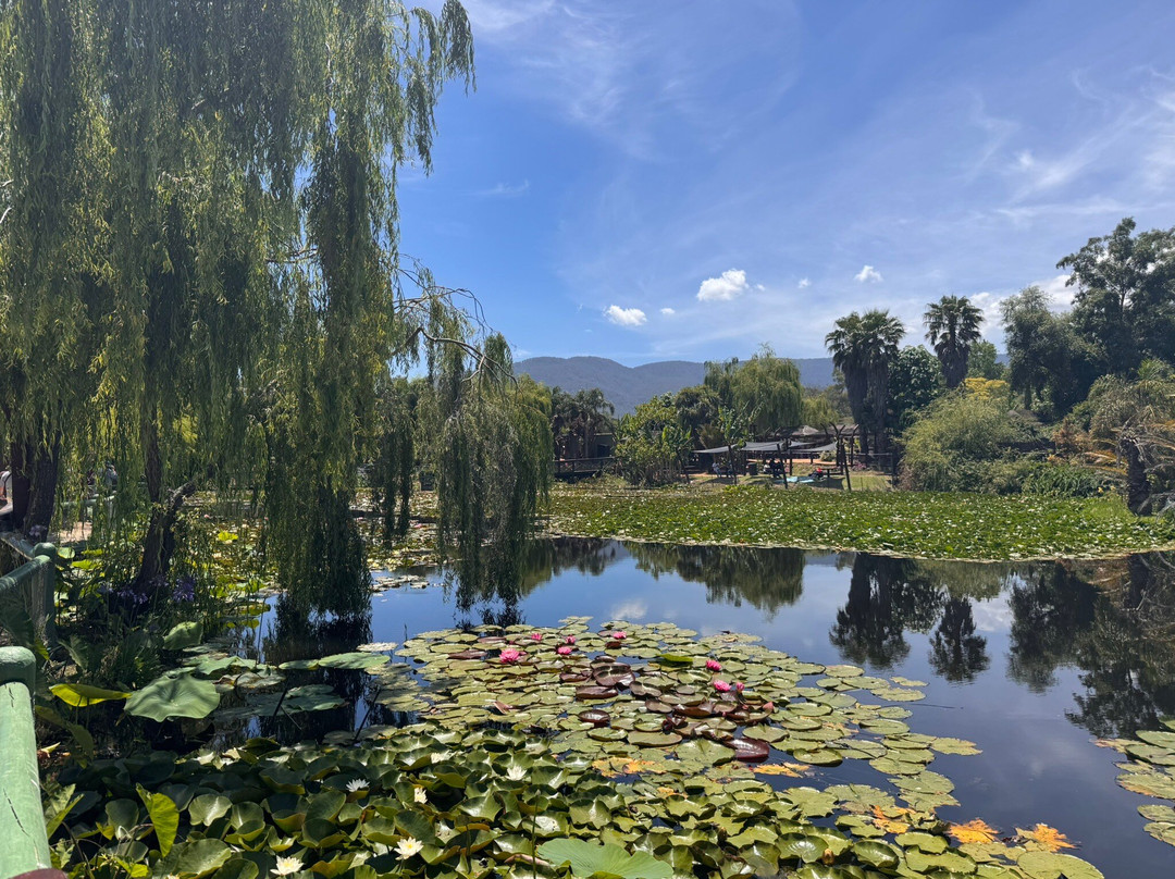 Blue Lotus Water Garden-Yarra Junction必去景点