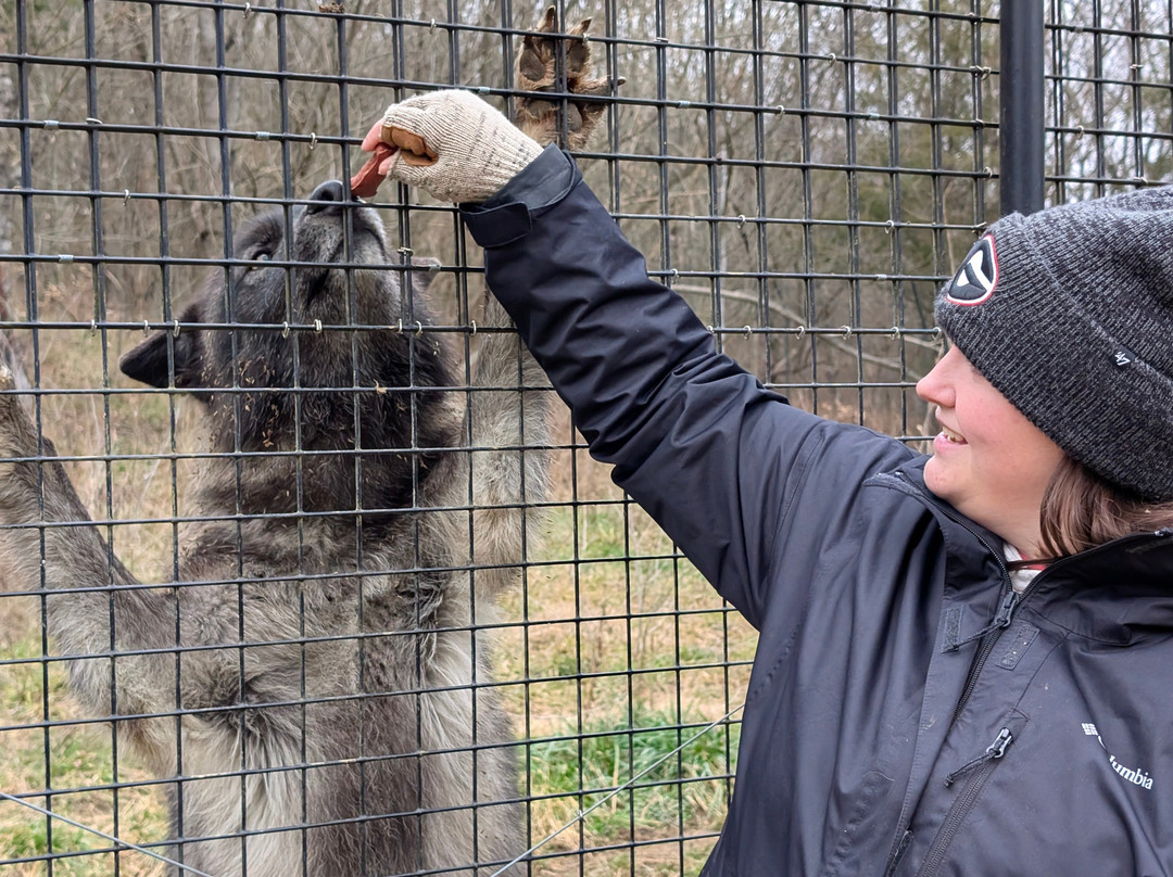Red Wolf Sanctuary-Rising Sun必去景点
